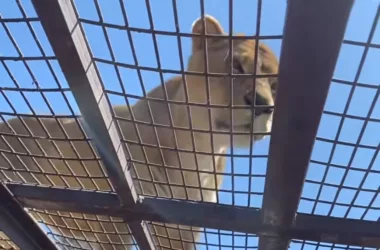 Se le apareció el león: Jugador de la U quedó de una pieza ante salvaje experiencia